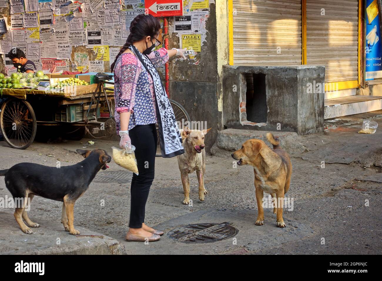 Dog feed in lockdown hires stock photography and images Alamy