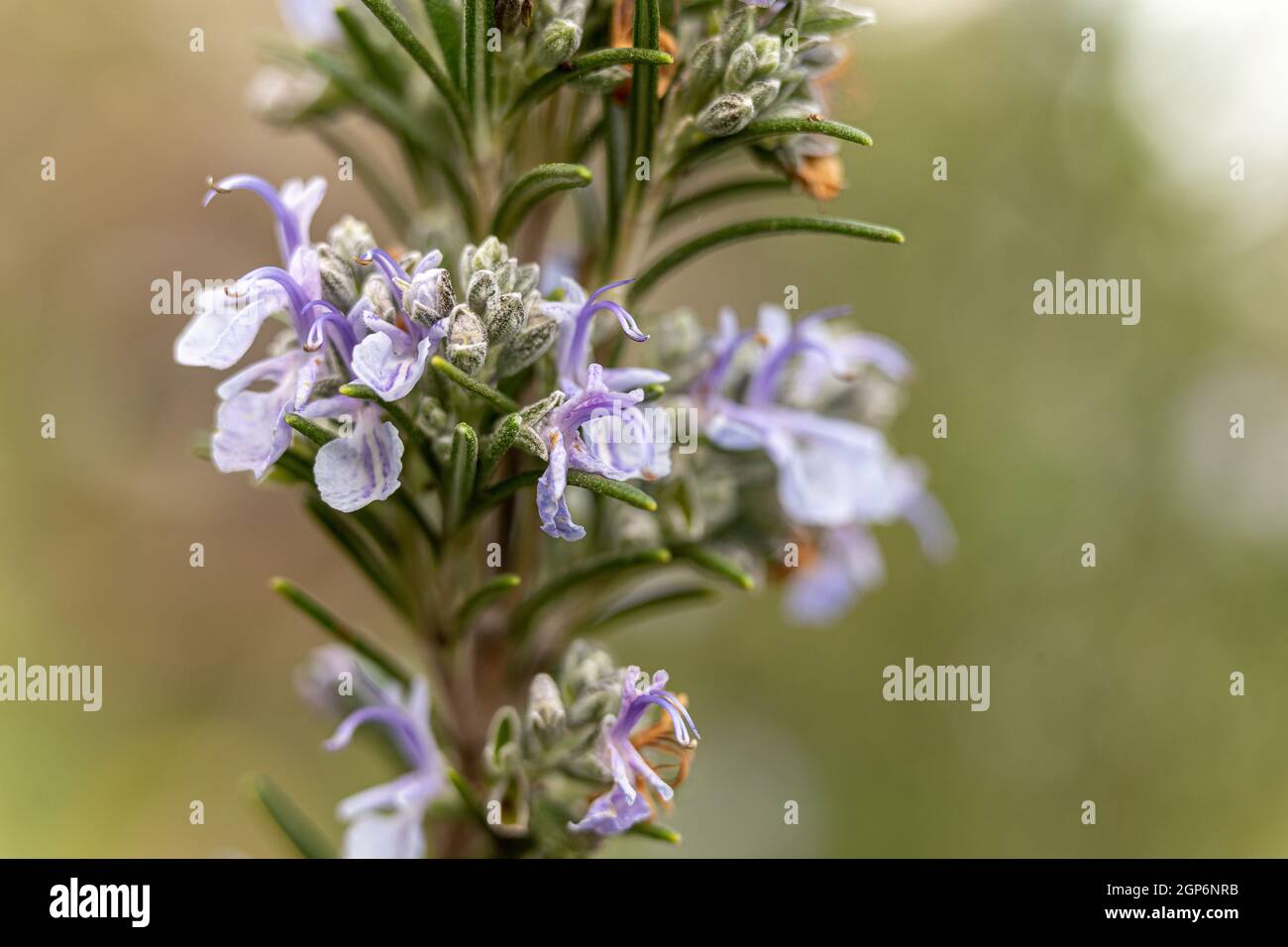 detail of a purple flower of the rosemary plant Stock Photo Alamy