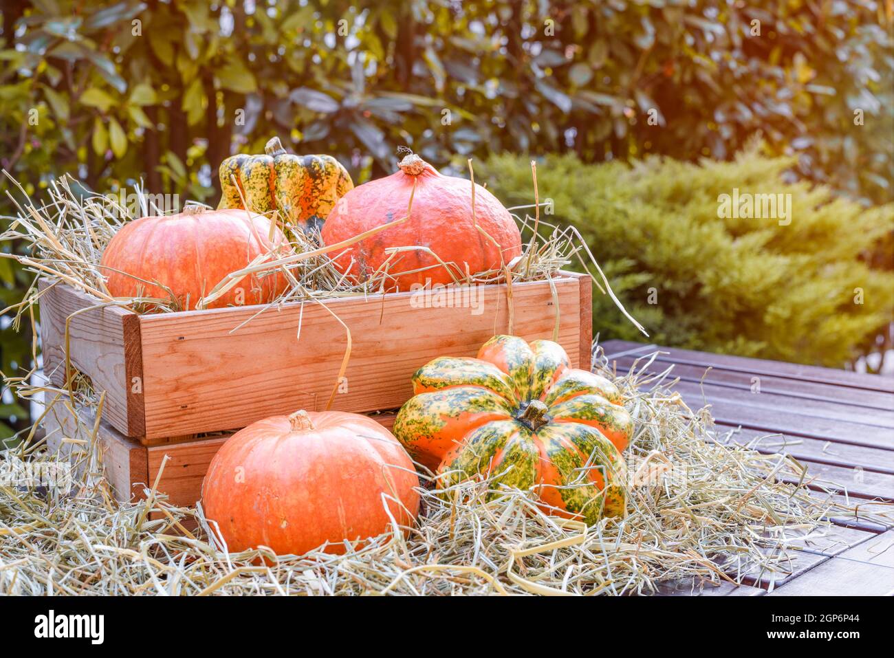 Small pumpkins on a wooden box full of hay on a wooden table in a backyard. Halloween and thanksgiving decorations. Copy Space. Stock Photo