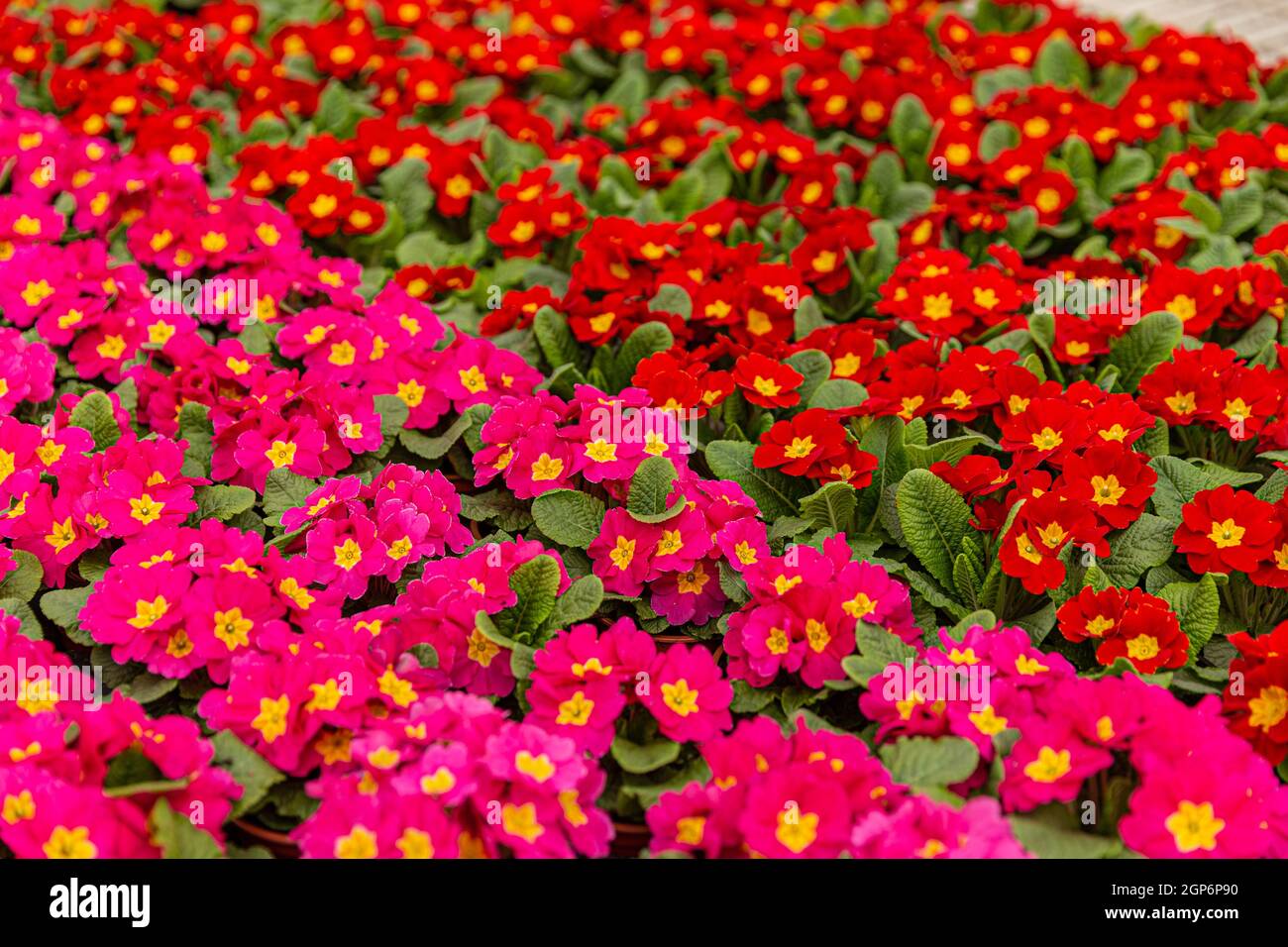 Flowering primula flowers growing in pots in greenhouse Stock Photo