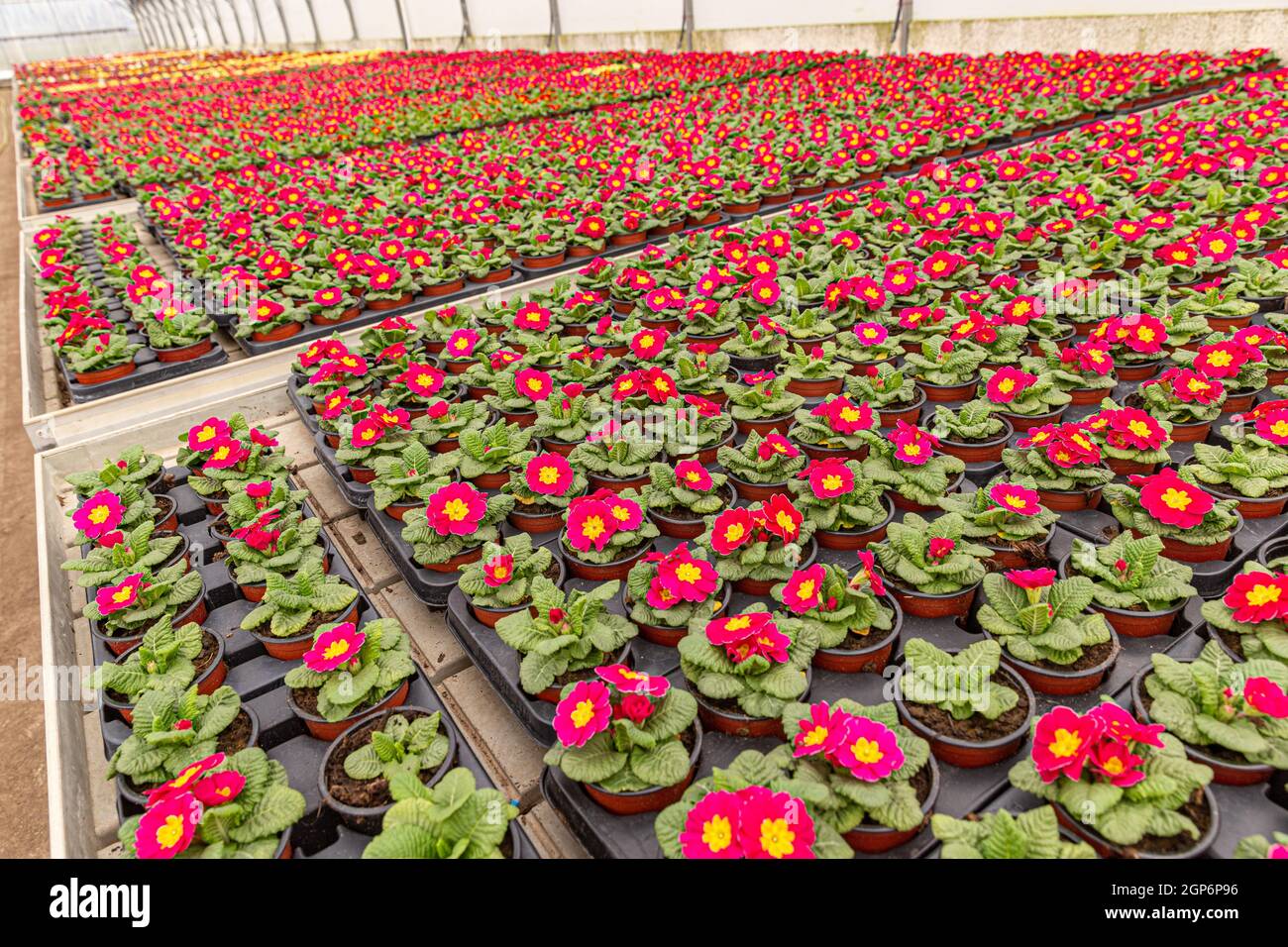 Primula acaulis or primula vulgaris red flowers with yellow core in plant nursery greenhouse Stock Photo