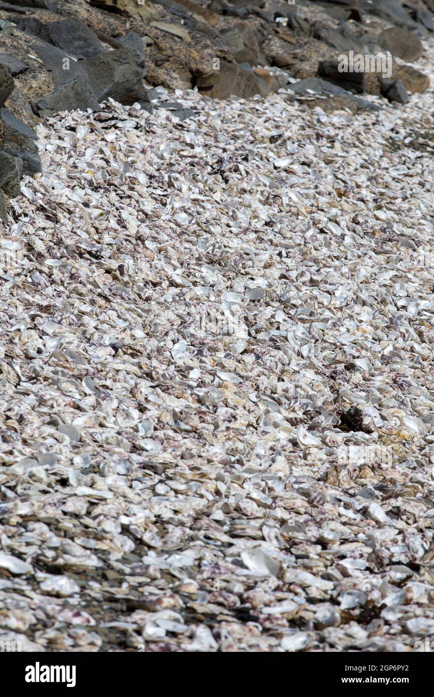 Discarded Shells Thousands of empty shells of eaten oysters discarded on sea floor in ...
