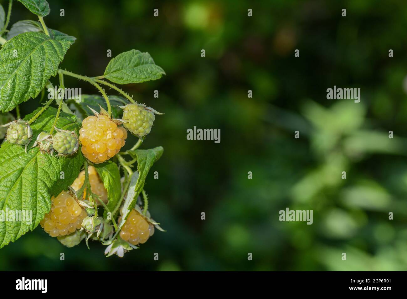 Yellow Rasperries Yellow and green raspberries on the bush in green nature with copy ...