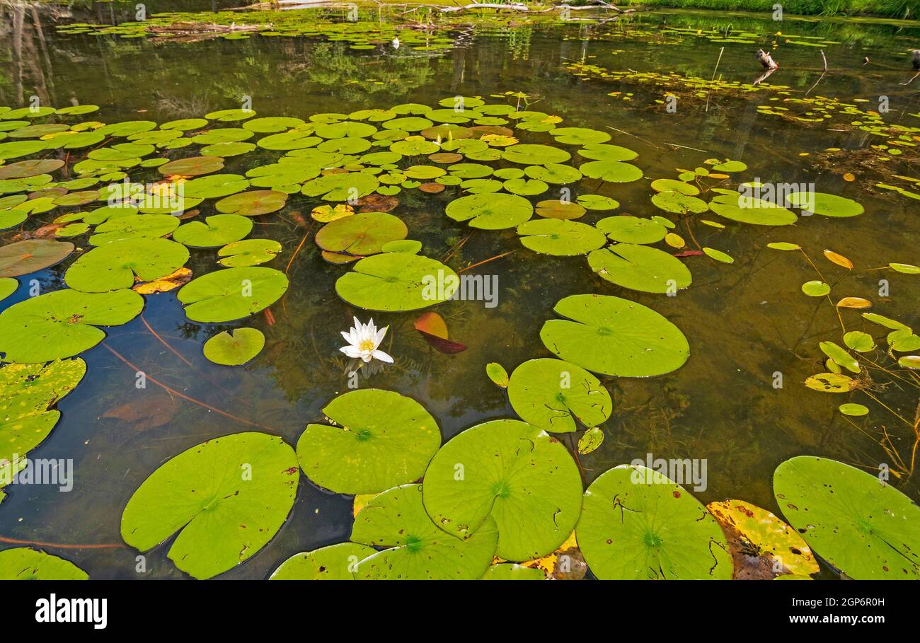 Lily Pads on a Wilderness Lakeshore in the Sylvania Wilderness in Michigan Stock Photo