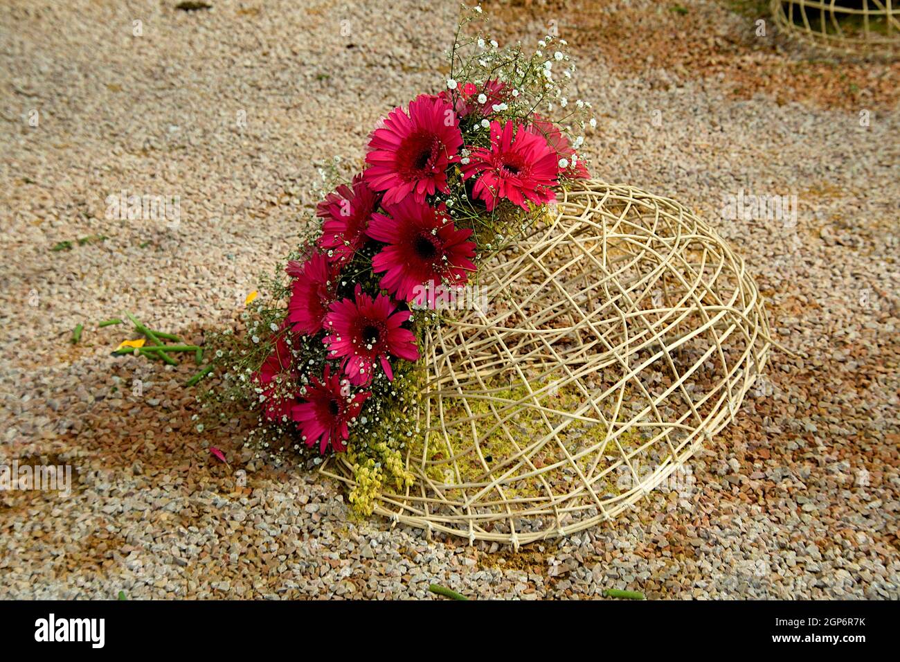 Bunch of red Gerbera daisy flowers placed over cane bascket at Republic Day Flower Show in Lalbagh, Bengaluru, Karnataka, India, Asia Stock Photo
