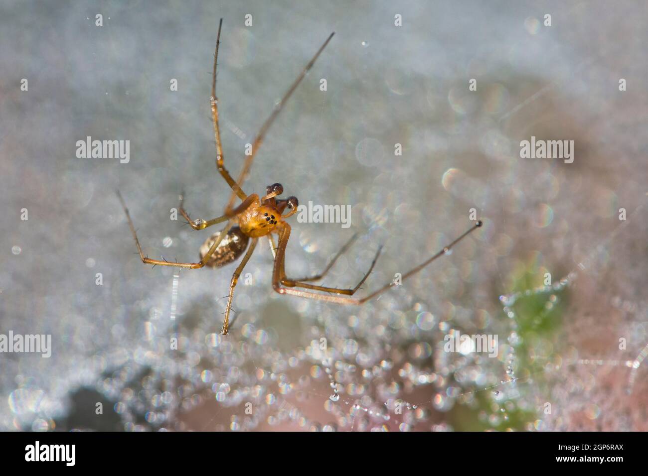 Weaver linyphia triangularis hi-res stock photography and images - Alamy