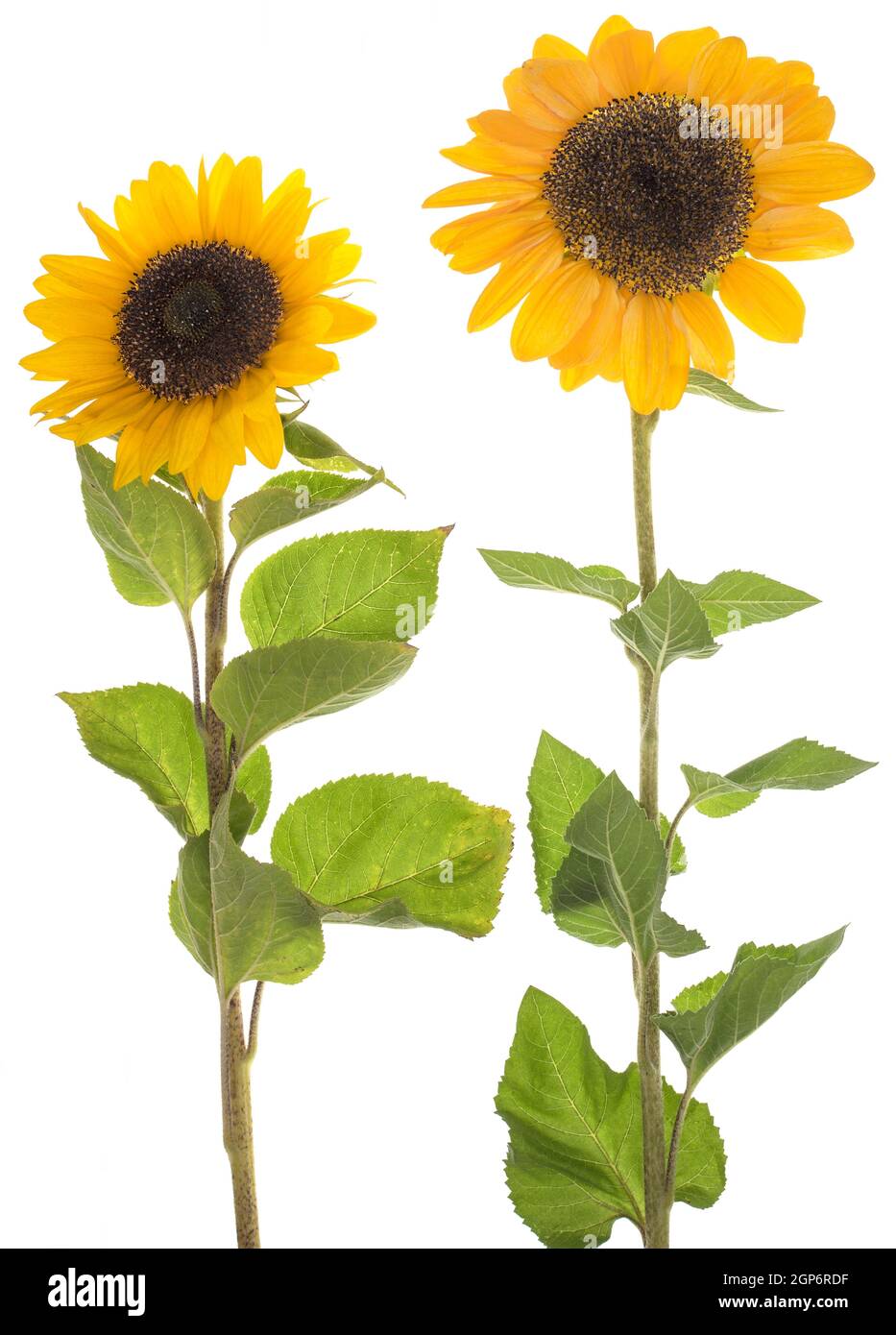 Sunflowers on a white background, studio shot, Germany Stock Photo