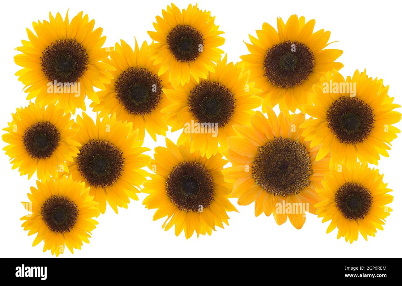 Sunflower (Helianthus annuus) blossoms on a white background, studio shot, Germany Stock Photo