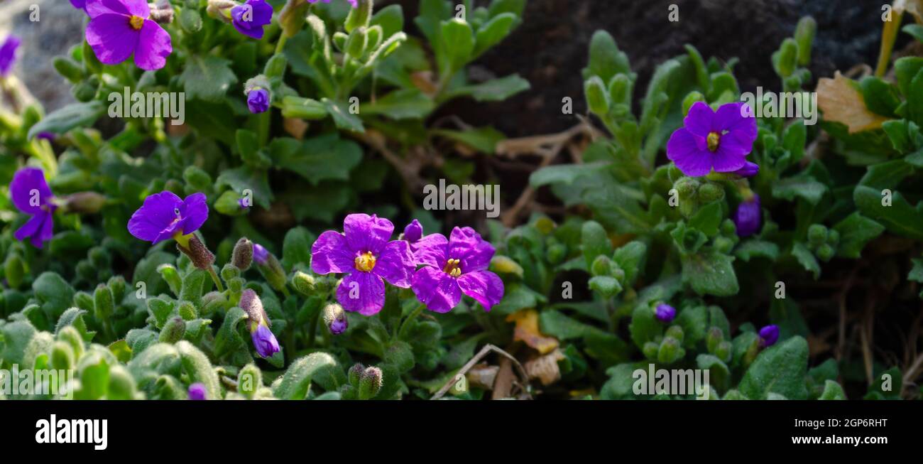 purple flowers in wild nature Stock Photo - Alamy