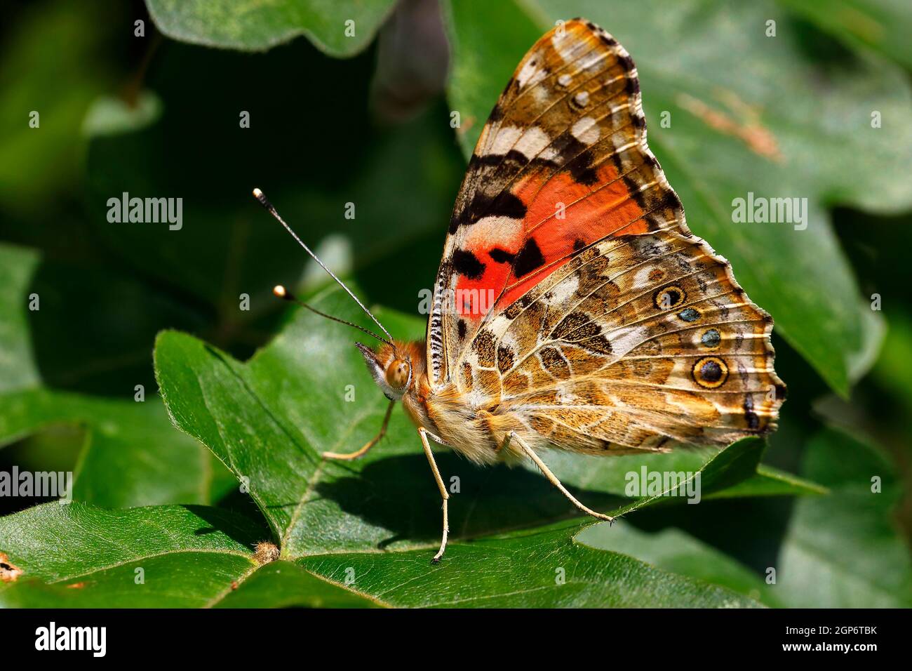 Painted lady (Vanessa cardui), butterfly sitting on leaf with closed wings, Schleswig-Holstein, Germany Stock Photo