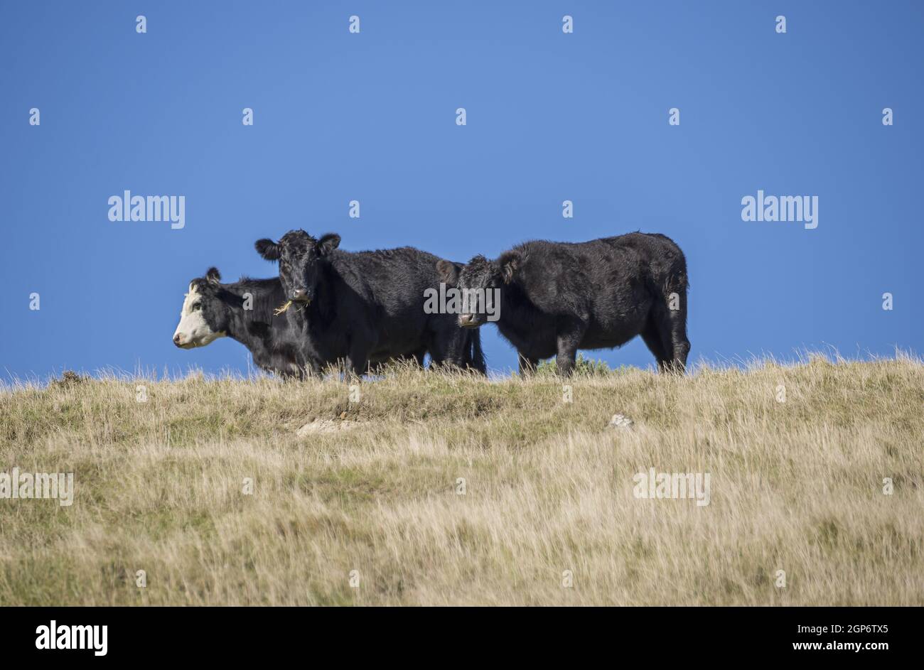 Herd of black cattle grazing on top of a hill Stock Photo - Alamy