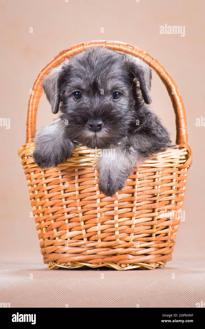 A small, color pepper and salt, a miniature schnauzer puppy sitting in a wicker basket on a beige background, indoors, in the studio Stock Photo