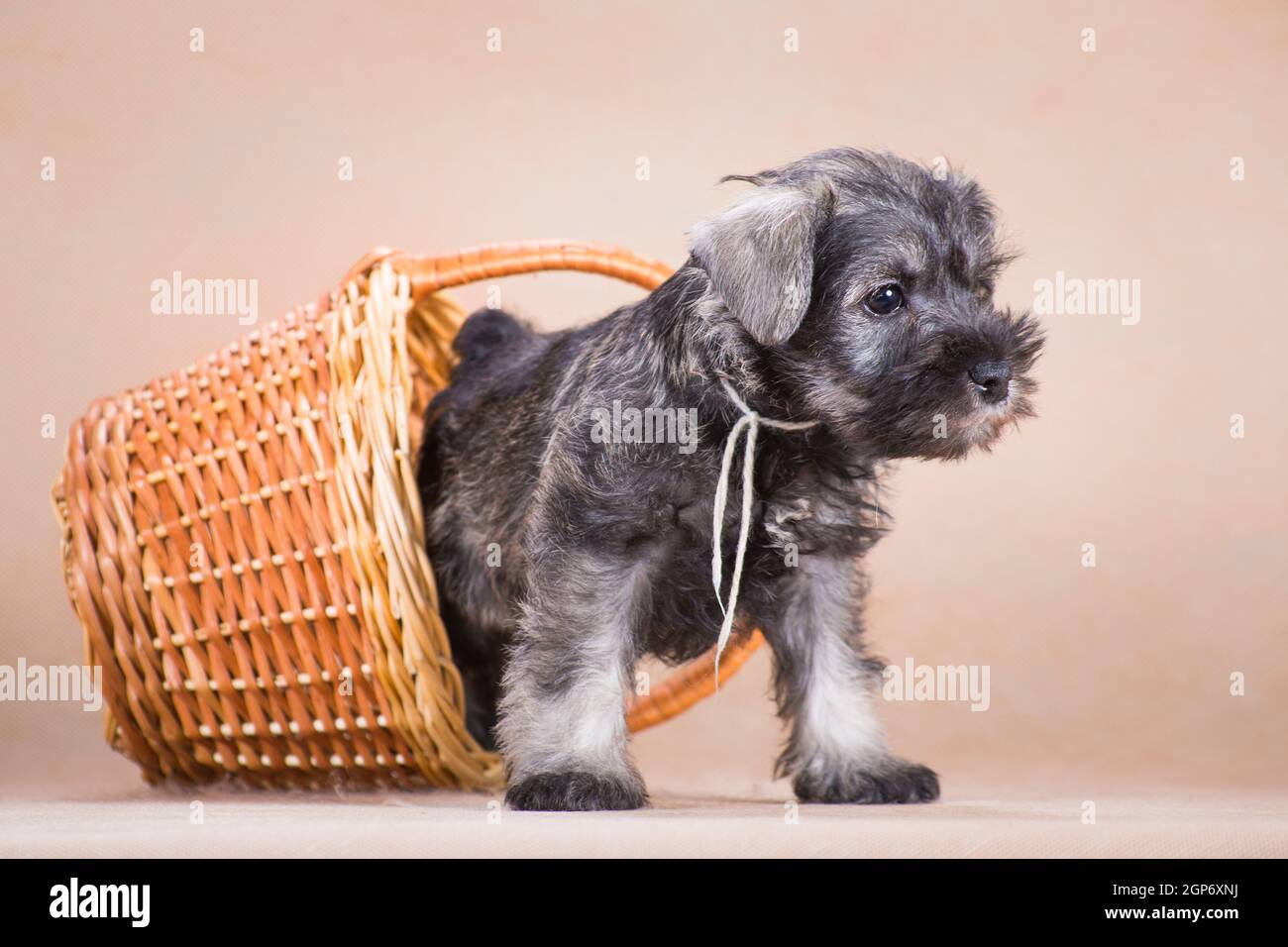 Small, color pepper and salt, a miniature schnauzer puppy crawls out of a wicker basket on a beige background, indoors, in the studio Stock Photo