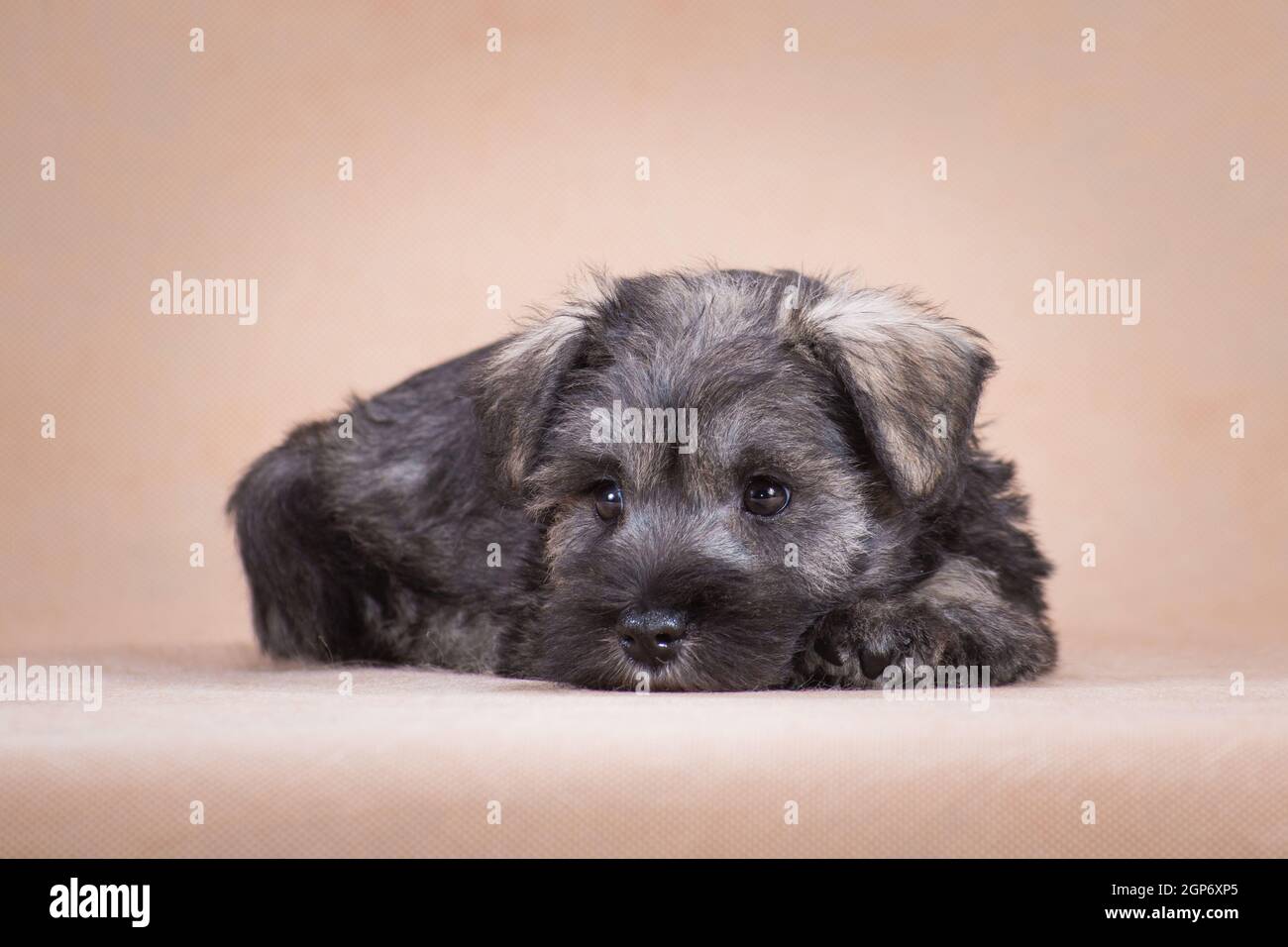 A small, colored pepper and salt, a puppy of the miniature schnauzer breed lies on a beige background, indoors, in the studio Stock Photo