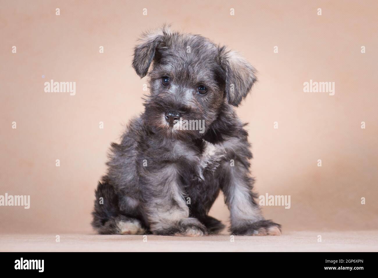 Small, color pepper and salt, a puppy of the breed miniature schnauzer sits on a beige background, indoors, in the studio Stock Photo