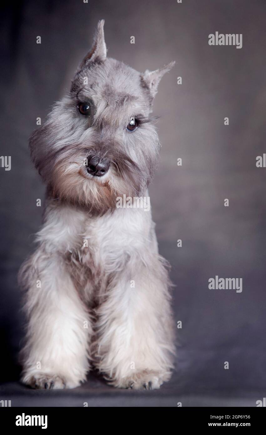 Puppy miniature schnauzer color 'pepper and salt', sitting on a gray background indoors in the studio Stock Photo