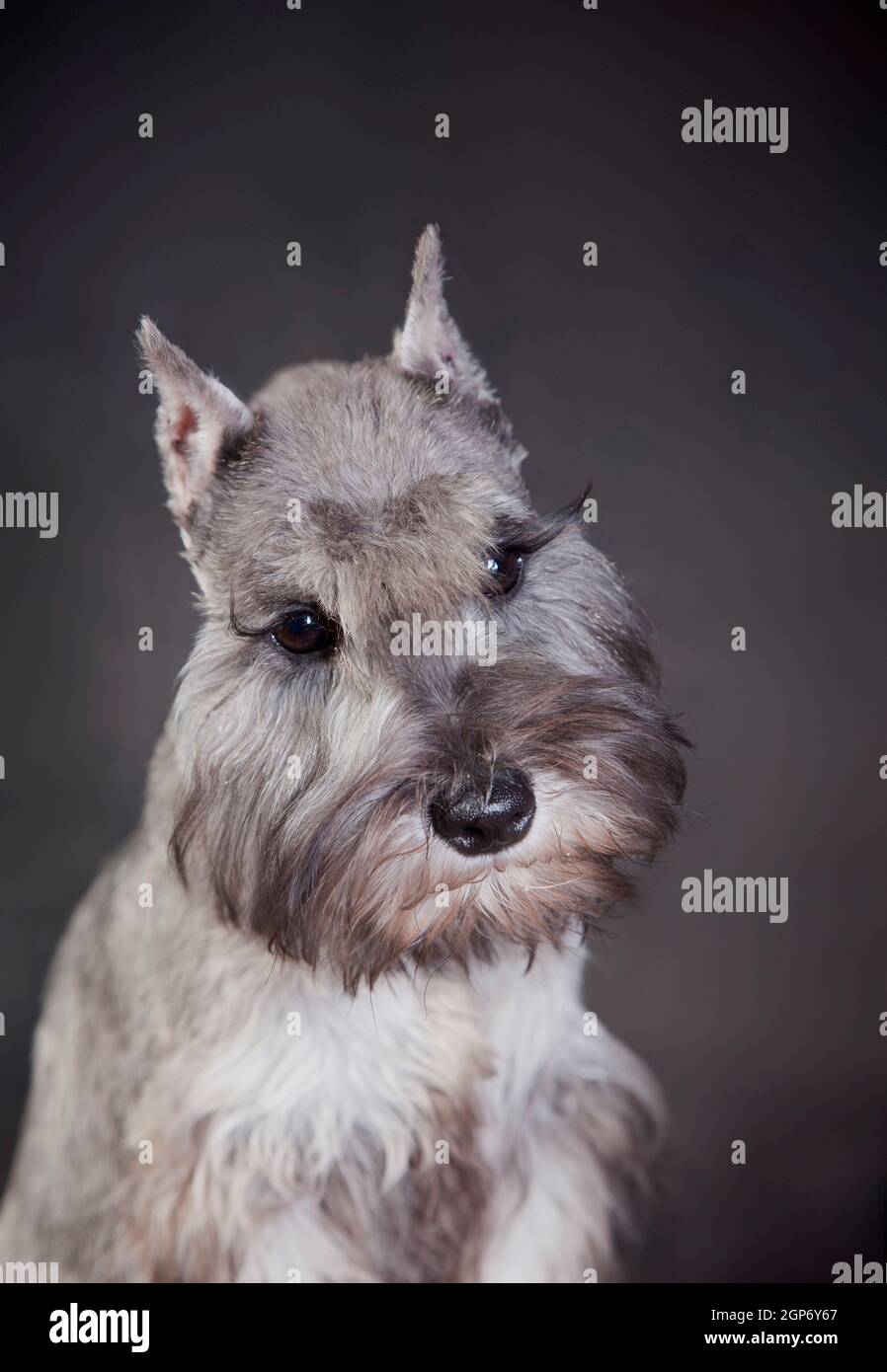 Portrait of a miniature schnauzer color 'pepper and salt', on a gray background, indoors in the studio Stock Photo