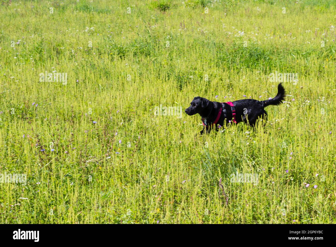 Black dog running in tall grass meadow in harness Stock Photo Alamy