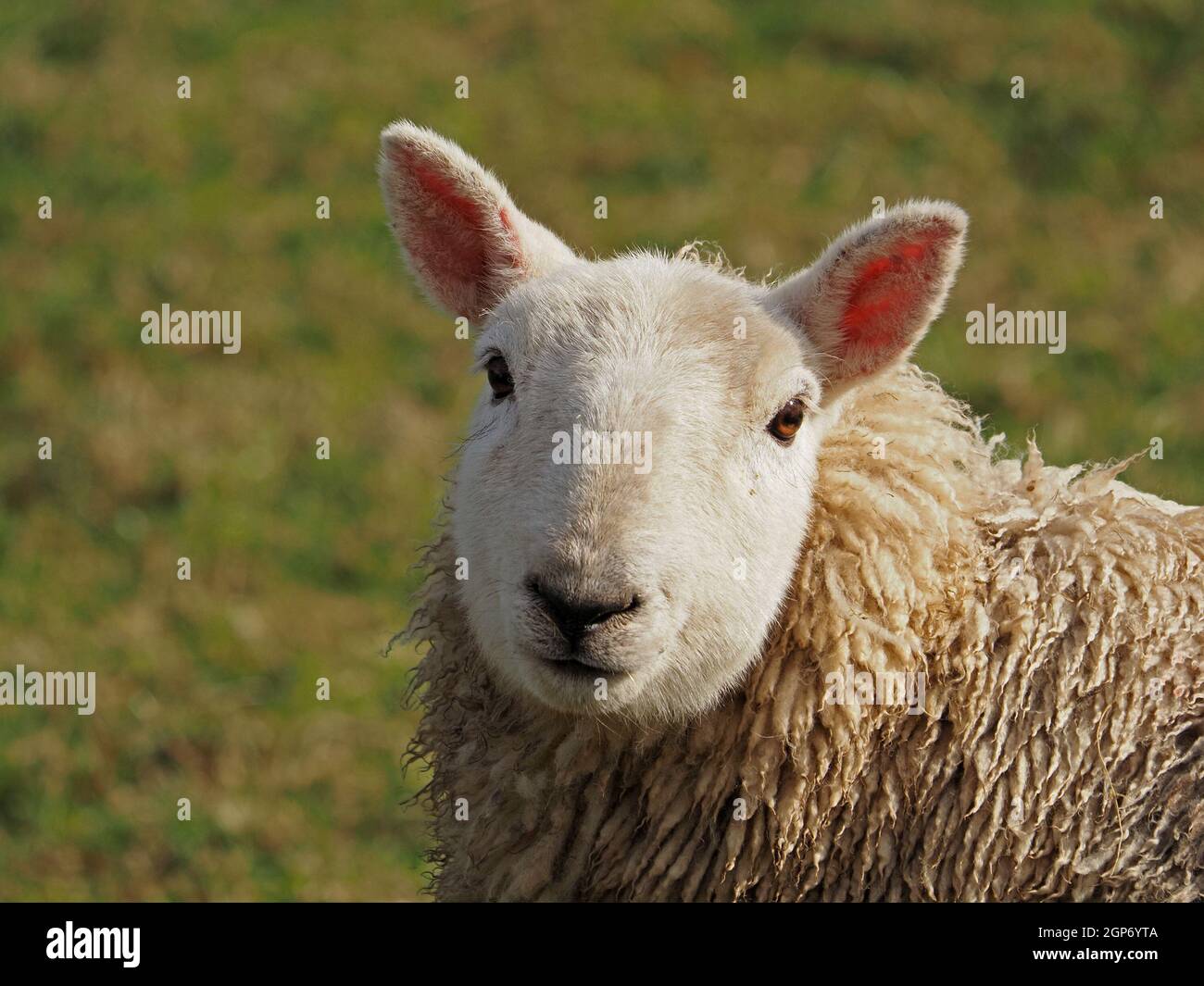 Fluffy white sheep hi-res stock photography and images - Alamy