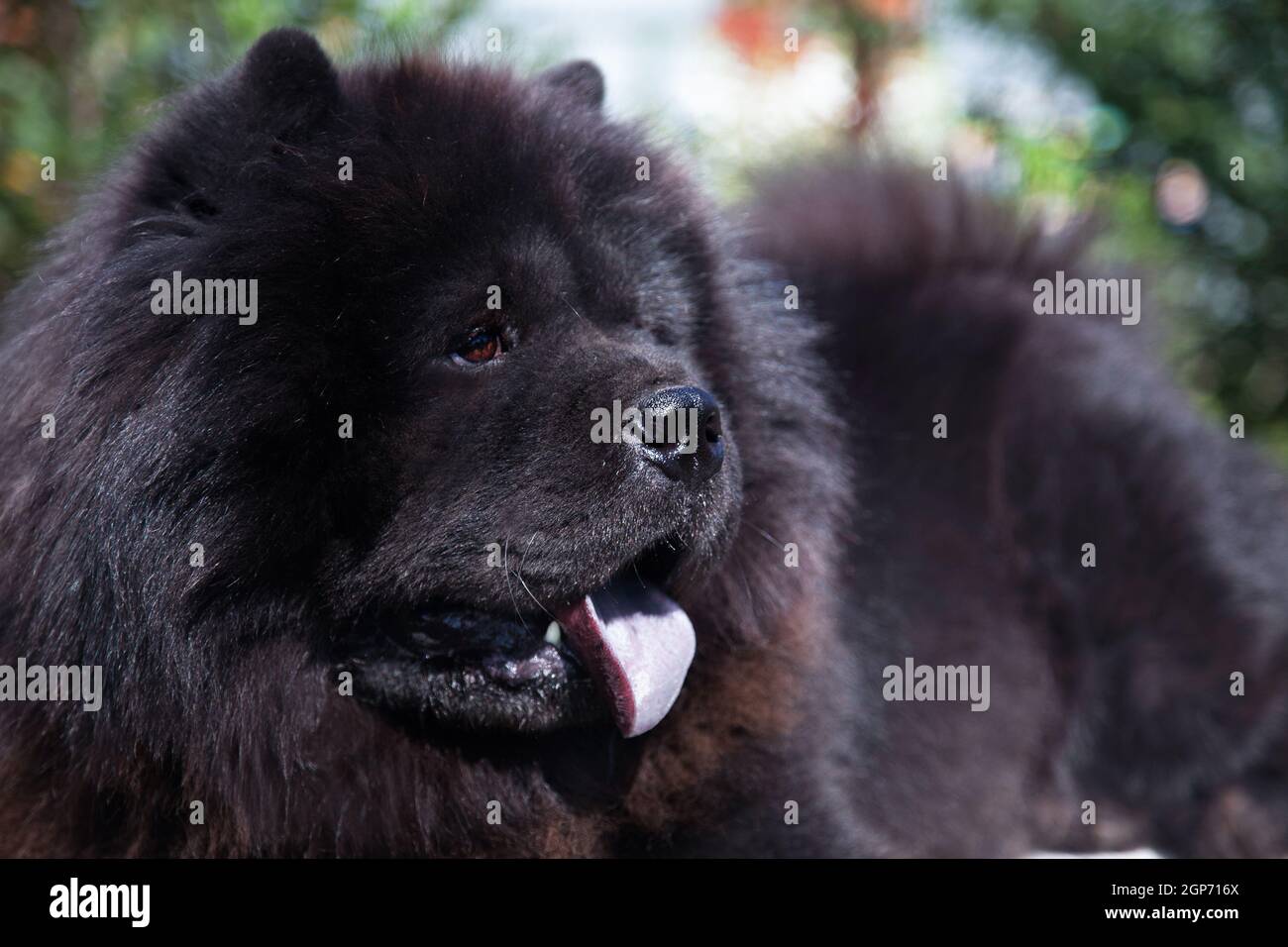 Portrait of a large black shaggy dog of the Chow Chow breed, with open mouth and protruding blue tongue Stock Photo