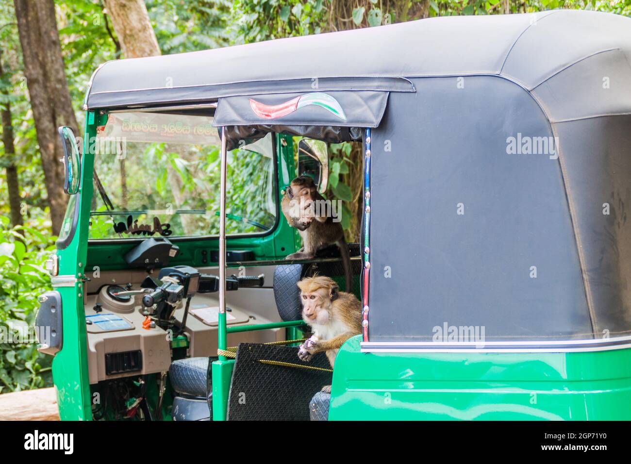 HAPUTALE, SRI LANKA - JULY 16, 2016: Macaques infesting a tuk tuk parked in Thangamale sanctuary near Haputale. Stock Photo
