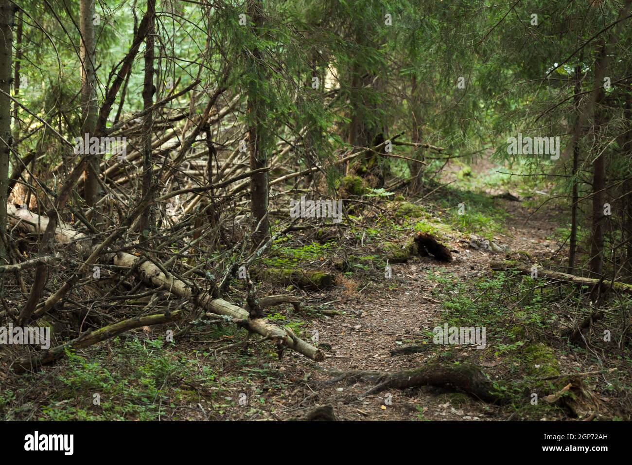 Empty dark pathway in coniferous forest. Karelia, Russia Stock Photo