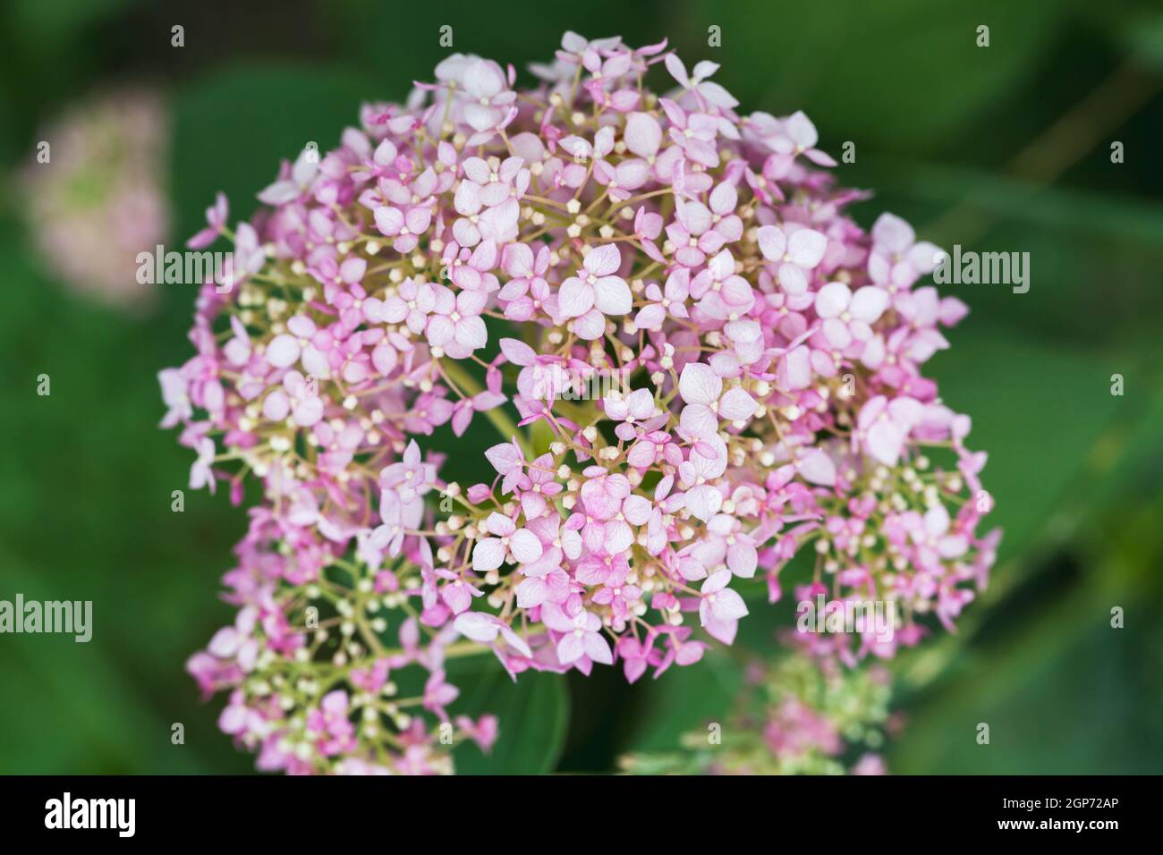 Pink flowers over blurred background. Hydrangea macro photo with selective soft focus Stock Photo