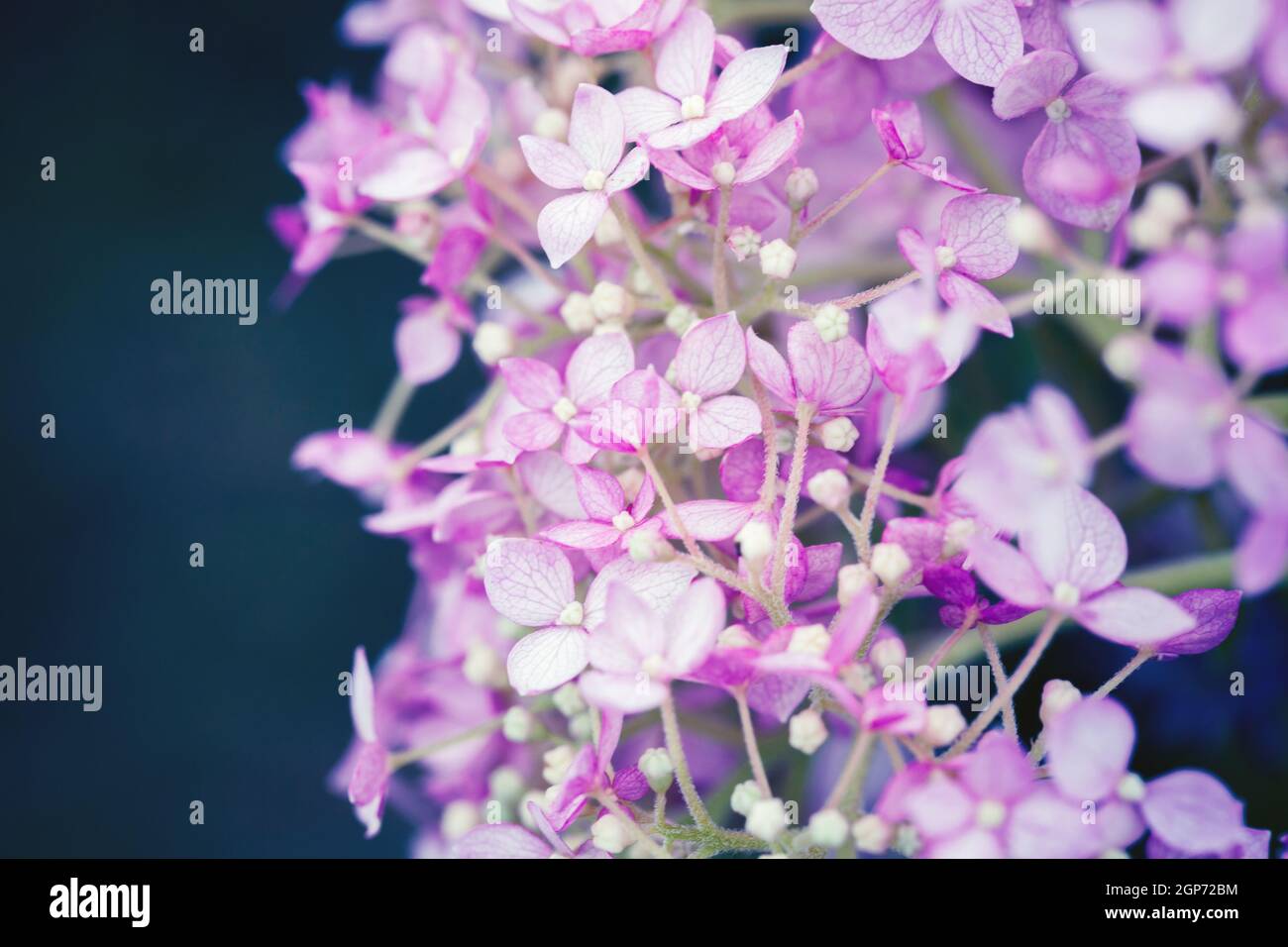 Pink flowers over dark blurred background. Hydrangea in bloom, macro photo with selective soft focus Stock Photo