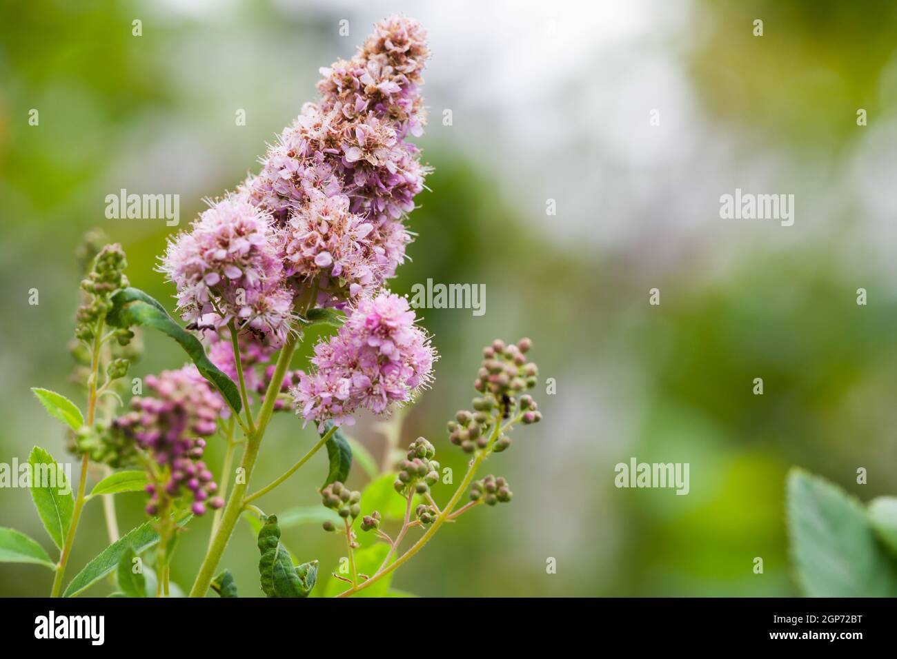 Pink flowers of the Spiraea douglasii. Flowering plant in the rose family native to western North America Stock Photo