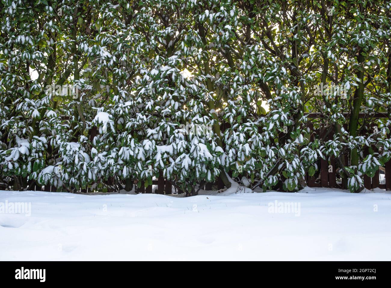 Snow covered lawn and hedge in the backyard in the winter, beautiful cozy nature landscape background with copy space colorful and bright light Stock Photo