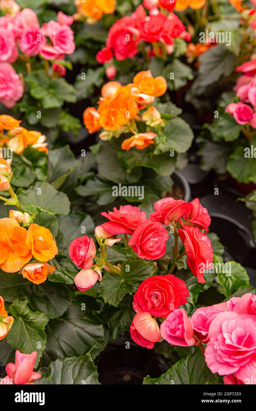 Close up of colorful Begonia Roses planted in a plant nursery Stock Photo