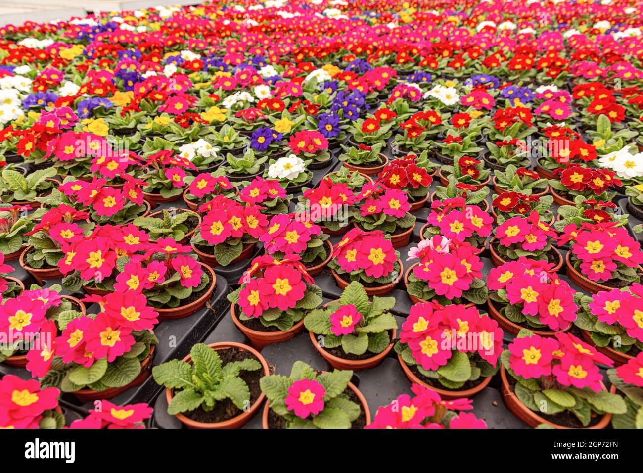 Field of Primroses (Primula vulgaris) colorful spring blossoms in plant nursery Stock Photo