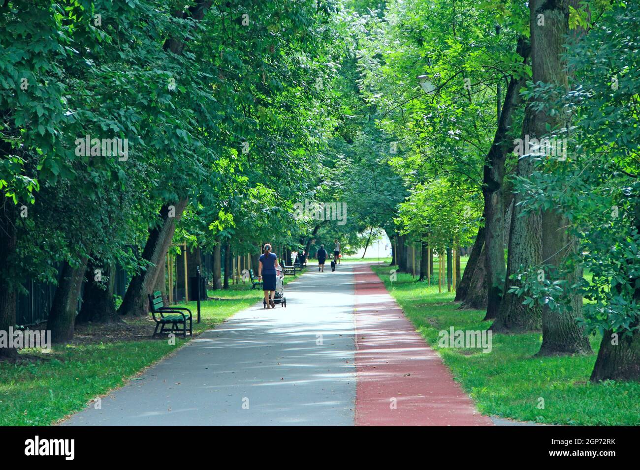 People walking in summer city park with big trees. People spending time ...