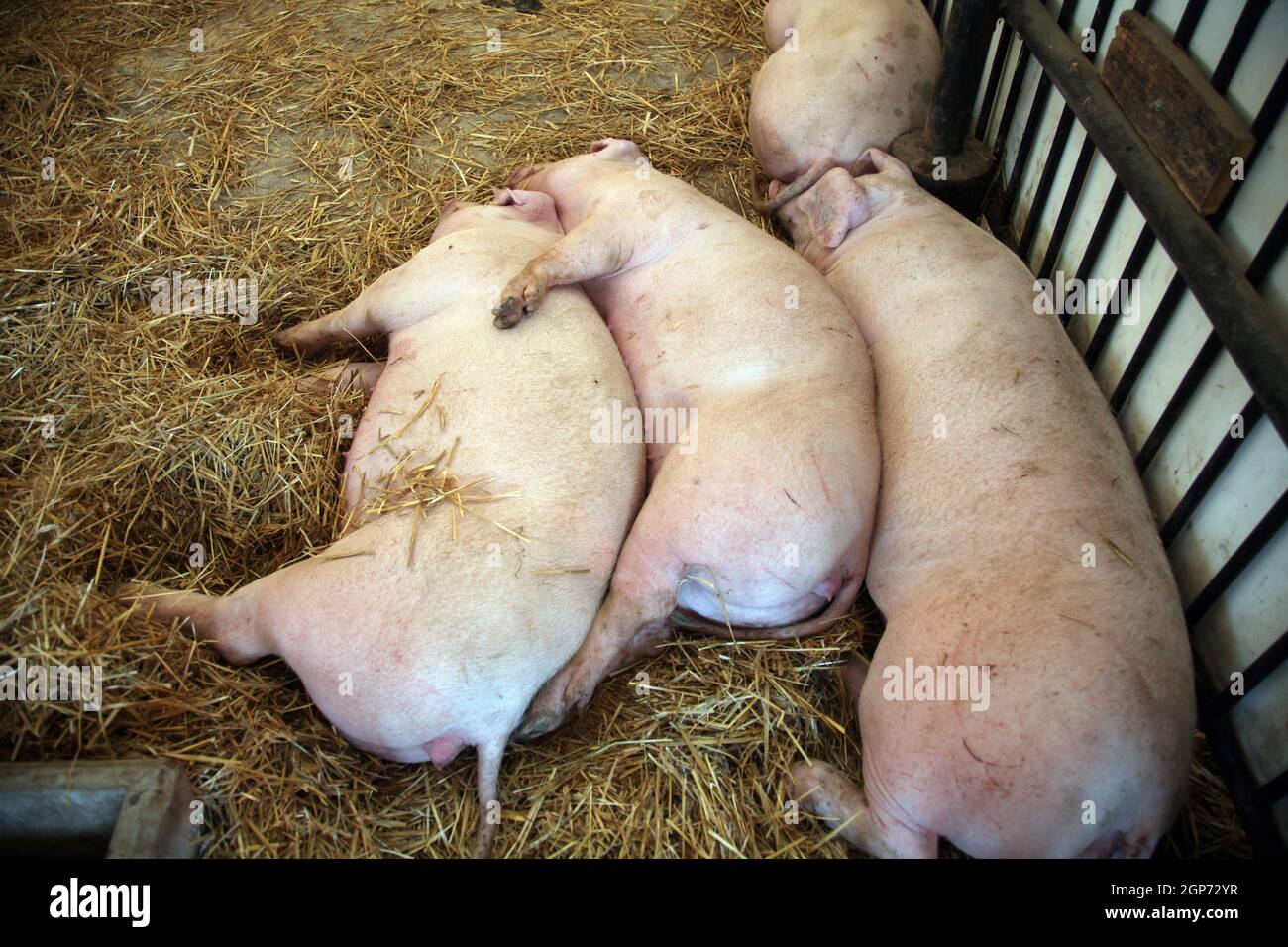 Pigs exhibited at the fair in Bjelovar, Croatia Stock Photo