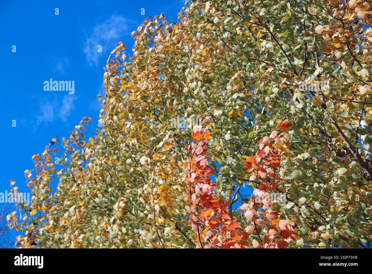 red and yellow leaves of aspens rustling on tree in autumn in forest