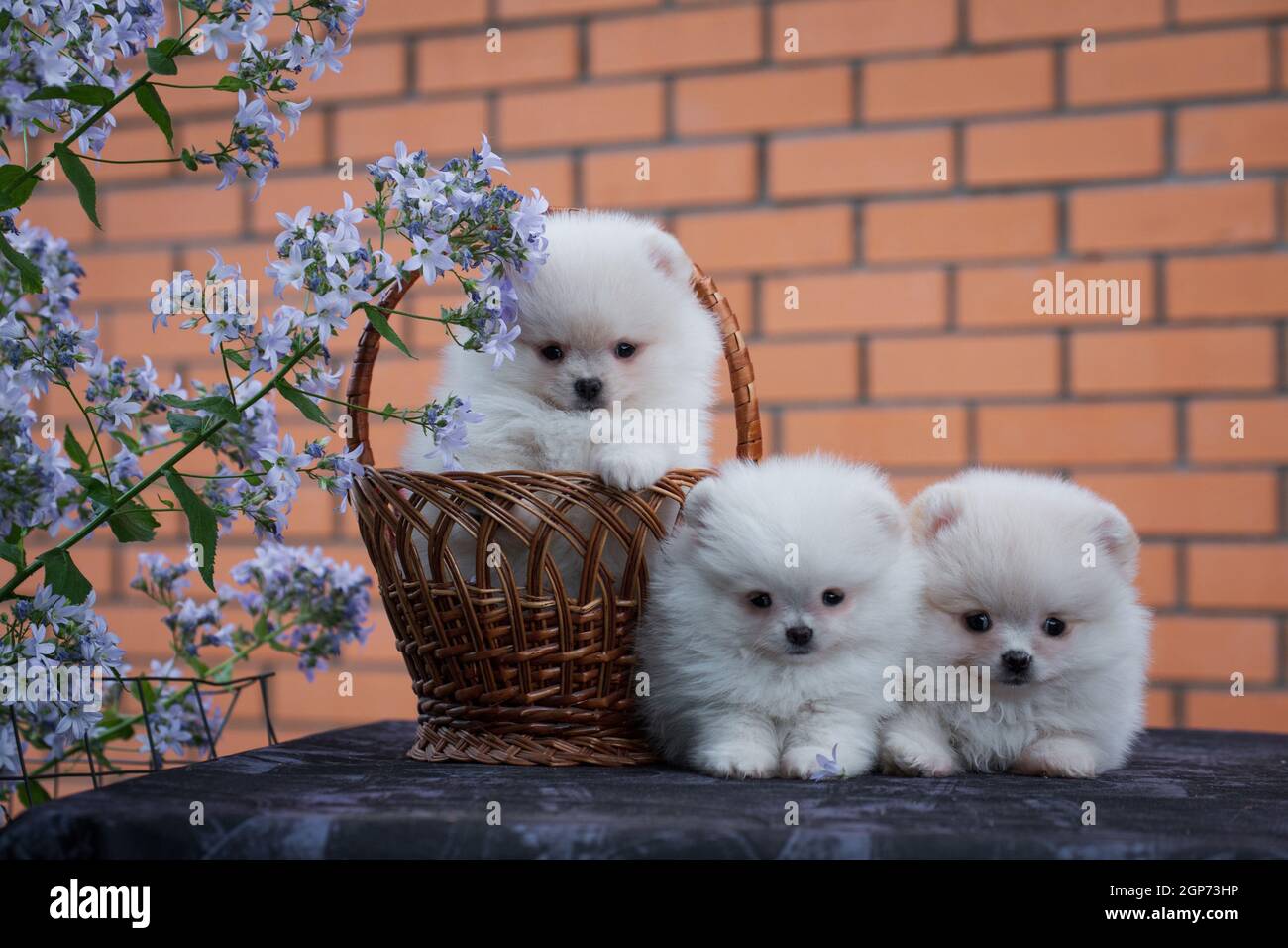 Three little fluffy puppy of dog of breed Spitz, cream color, on a table in  a