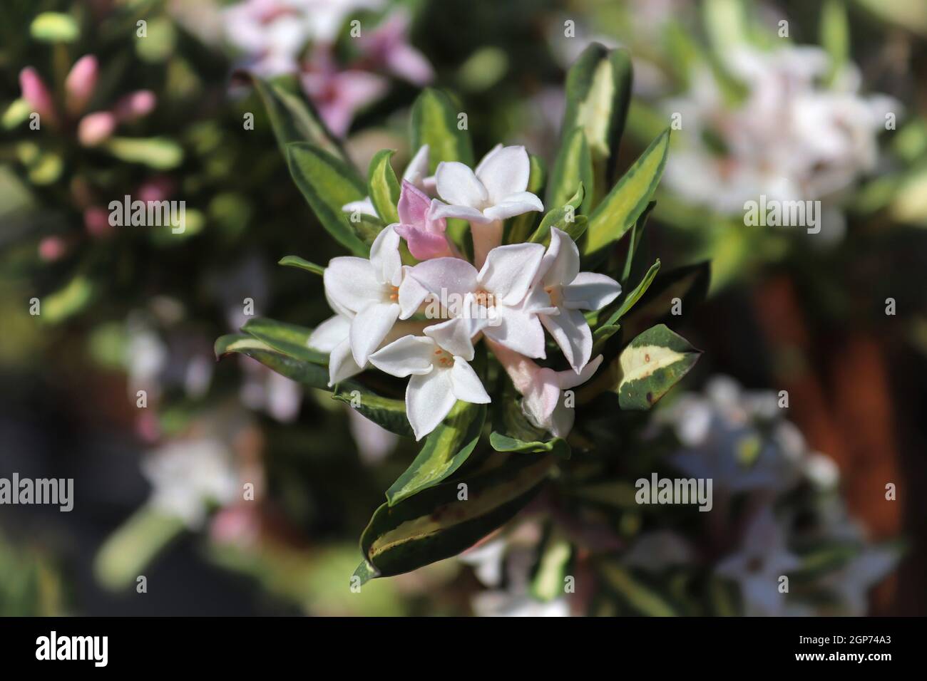 Clusters of daphne burkwoodii flower in full bloom. Stock Photo