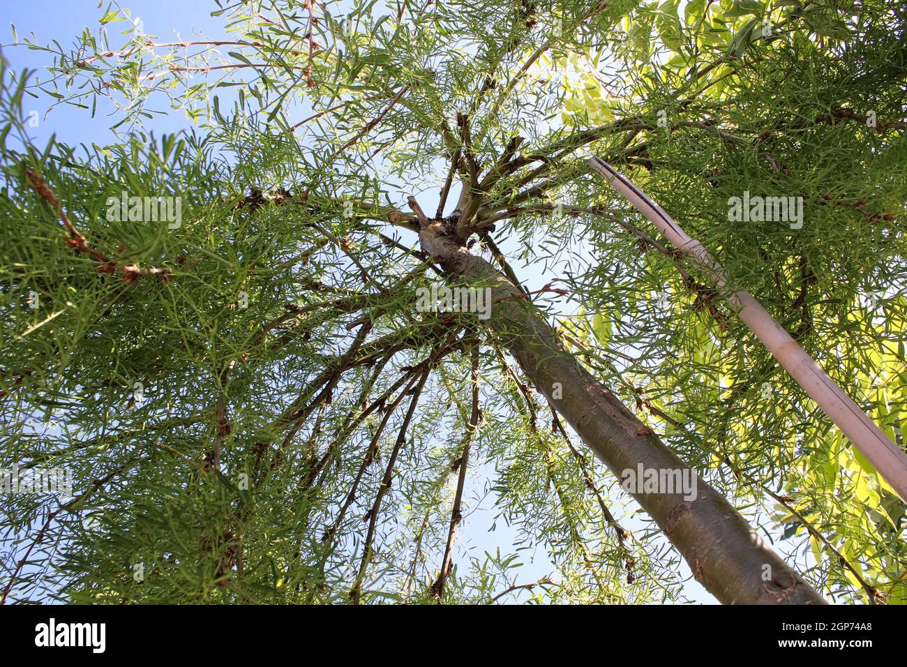 Looking up through the branches of a peashrub caragana. Stock Photo