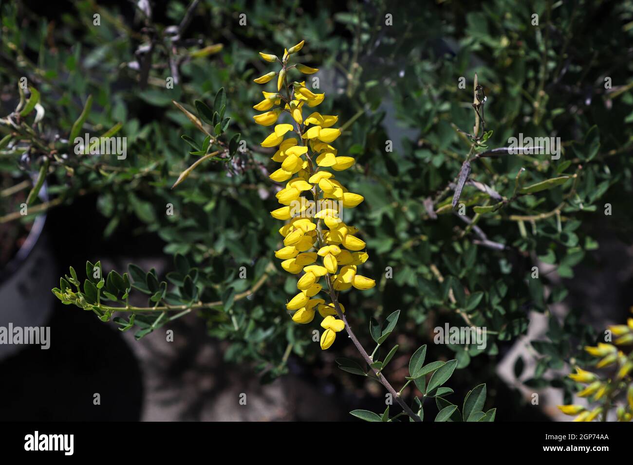 A delicate branch of yellow flowers on Cybi Broom Shrub Stock Photo