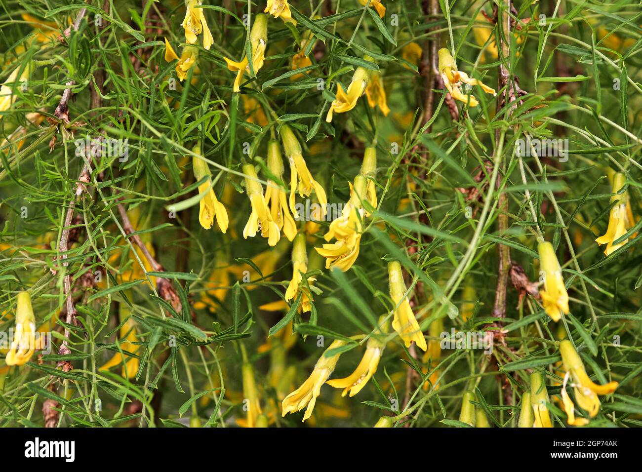 Closeup of the yellow blossoms on a Walkers Weeping Caragana. Stock Photo