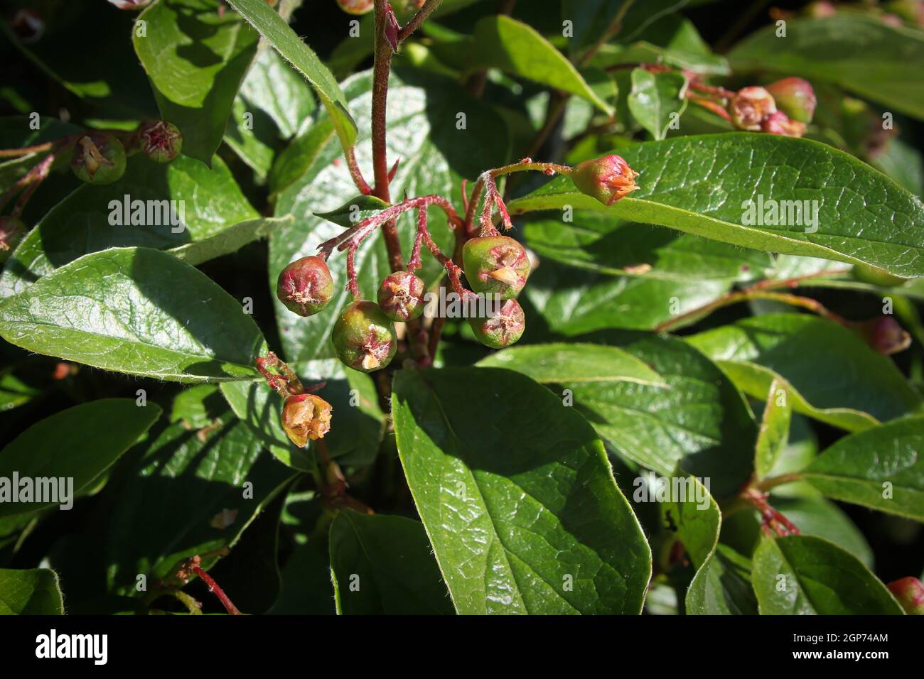 Bckground of cotoneaster leaves and green berry clusters. Stock Photo