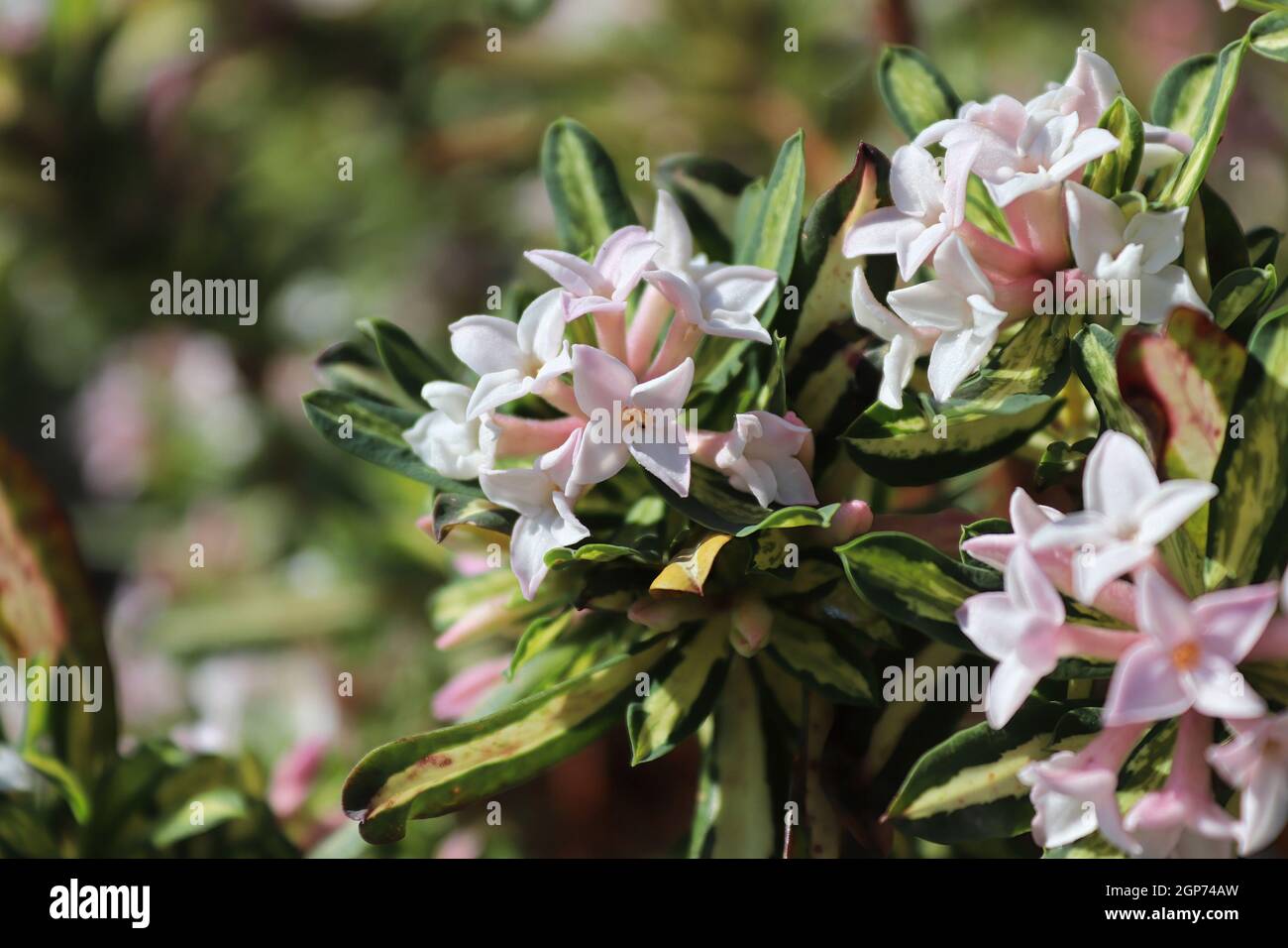 Clusters of daphne burkwoodii flower in full bloom. Stock Photo