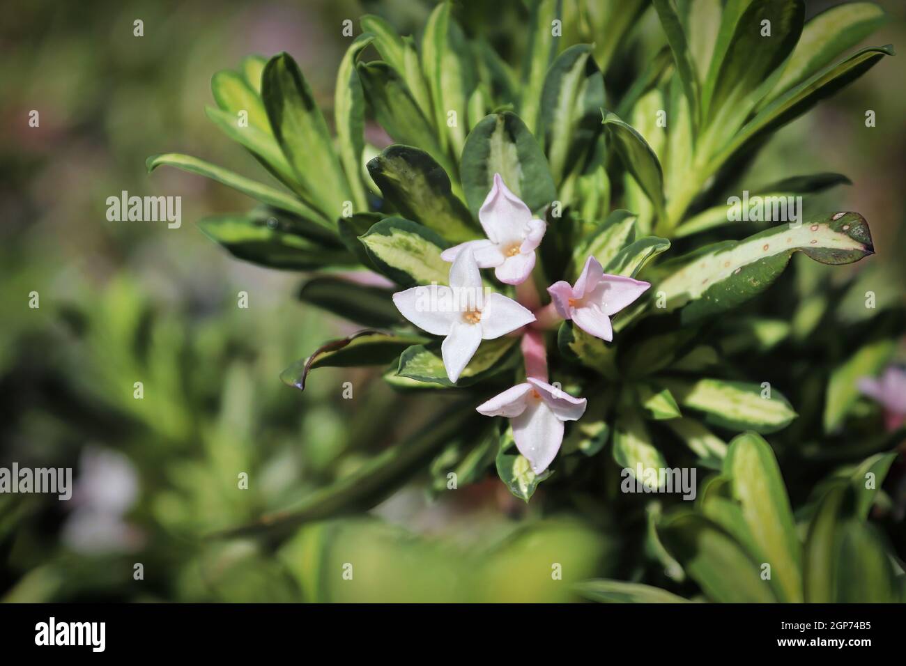 Closeup of variegated leaves on a daphne shrub. Stock Photo
