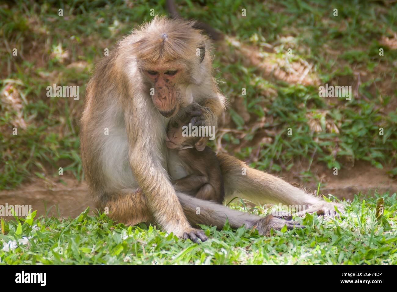 Macaque mother breastfeeding its baby in Kandy, Sri Lanka Stock Photo