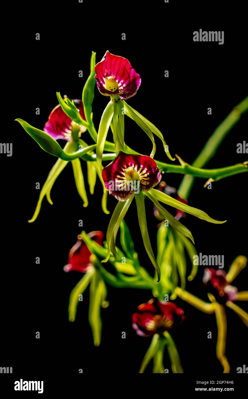 Red and yellow orchid flowers on black background Stock Photo