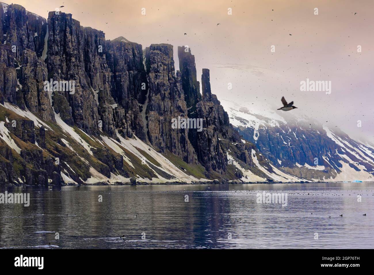 Thick-billed murre (Uria lomvia) or guillemot colony, bird rock Alkefjellet, Hinlopen Strait, Spitsbergen Island, Svalbard Archipelago, Norway Stock Photo