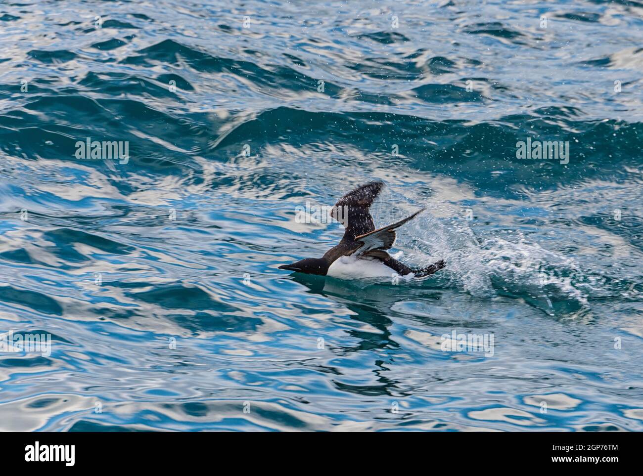 Thick-billed murre (Uria lomvia) or Brunnich's black guillemot talking out of the water, Hinlopen Strait, Spitsbergen Island, Svalbard Archipelago Stock Photo