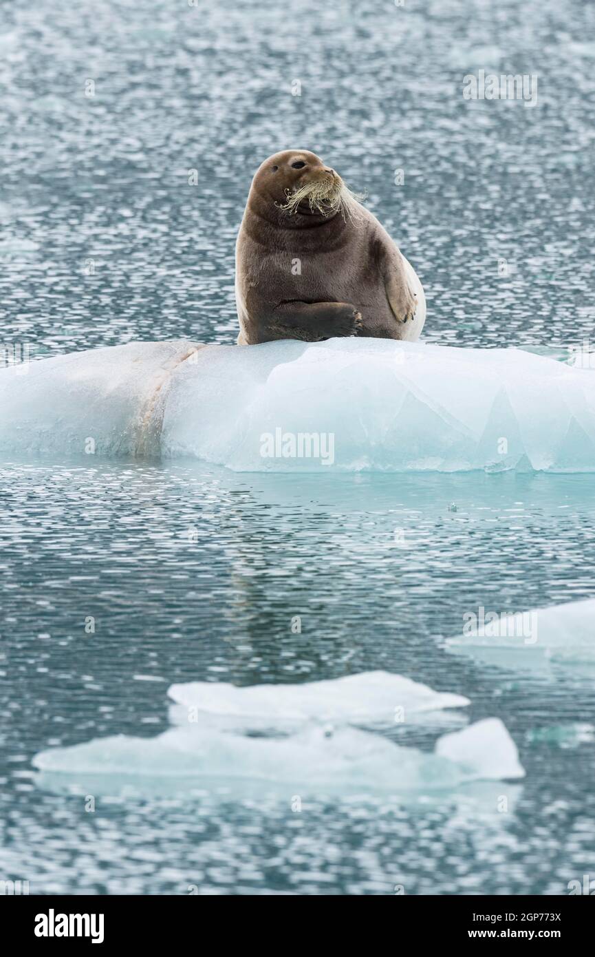 Bearded seal (Erignathus barbatus) on pack ice, Liefdefjorden, Haakon VII Land, Spitsbergen Island, Svalbard Archipelago, Norway Stock Photo