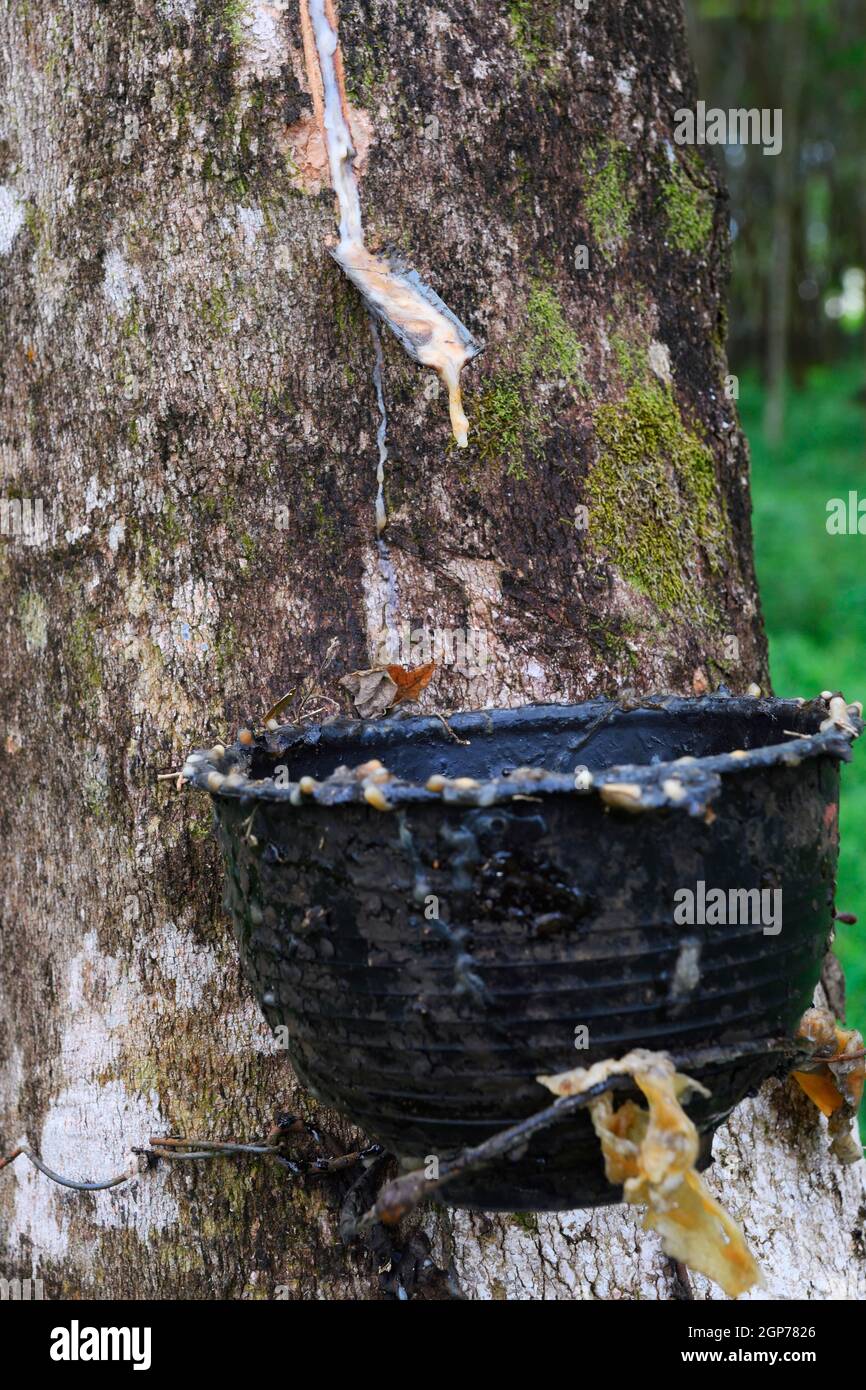 Extraction of natural rubber, rubber tree, para-rubber tree (Hevea brasiliensis), plantation, Phuket, Thailand Stock Photo