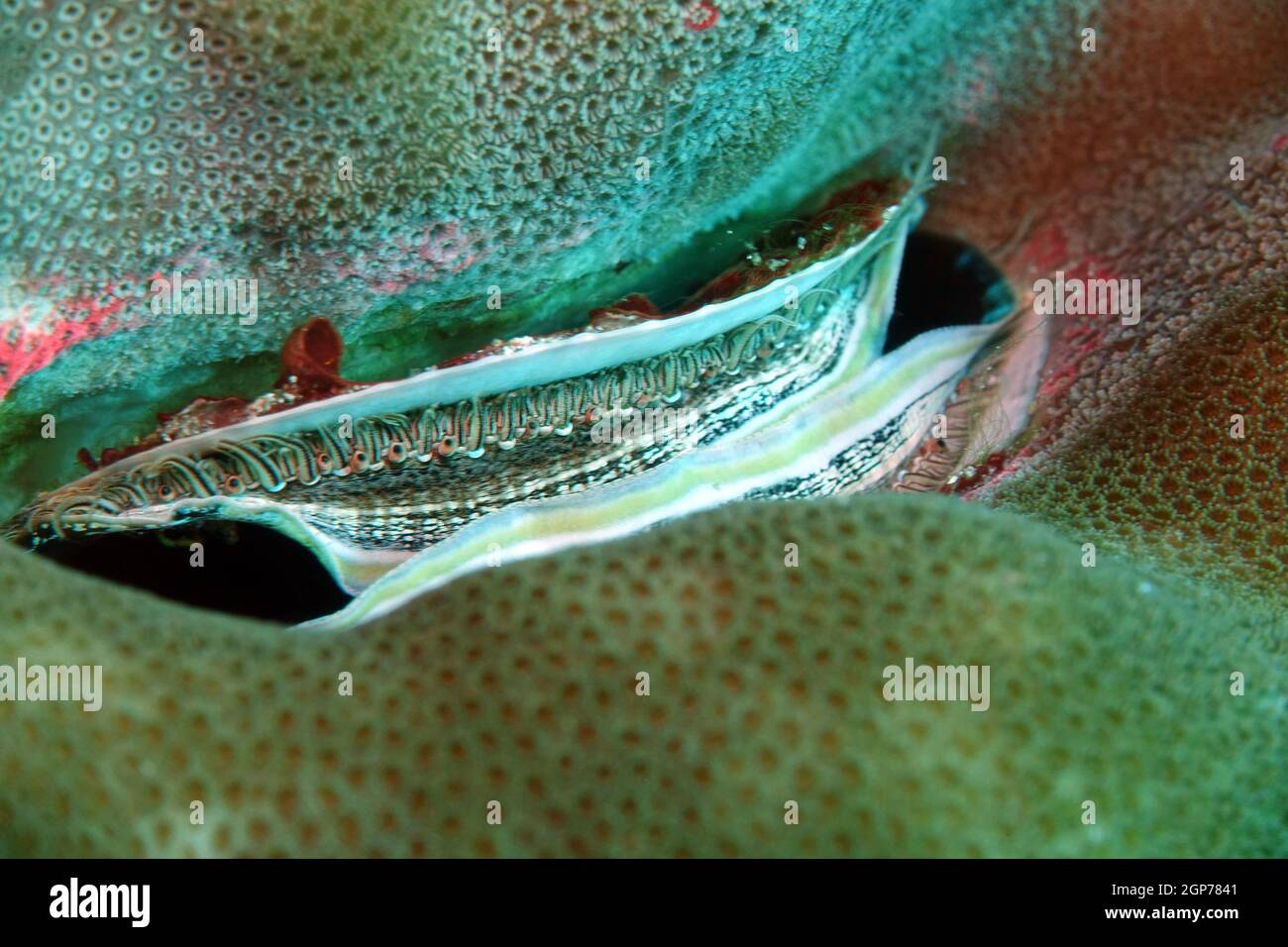 Irisierende Kammmuschel, Korallenmuschel - Pedum spondyloideum, Nord-Molukken, Halmahera, Indonesien, Towali Stock Photo